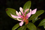 Chapman's rhododendron